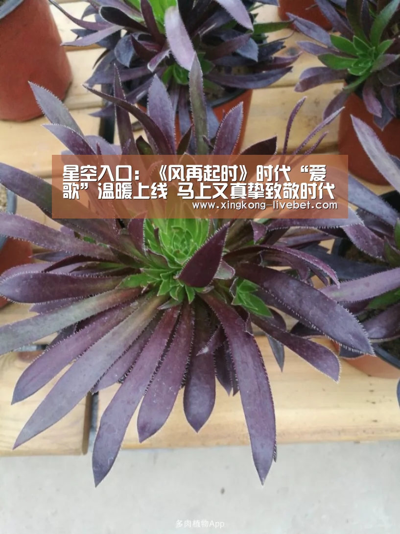 星空入口:《风再起时》时代“爱歌”温暖上线 马上又真挚致敬时代芳华(图2) 星空直播