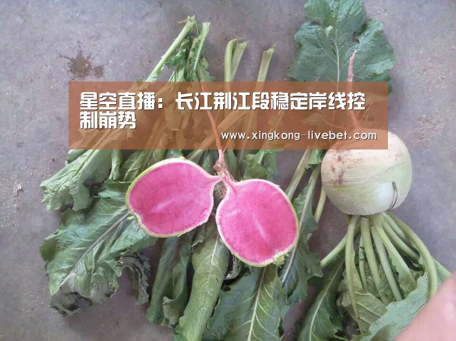 星空直播:长江荆江段稳定岸线控制崩势(图3) 星空直播